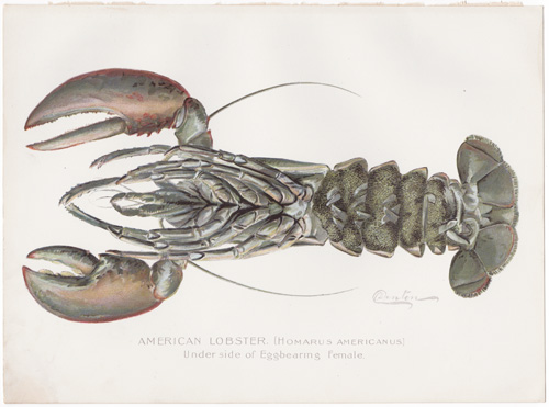 AMERICAN LOBSTER FEMALE by Denton